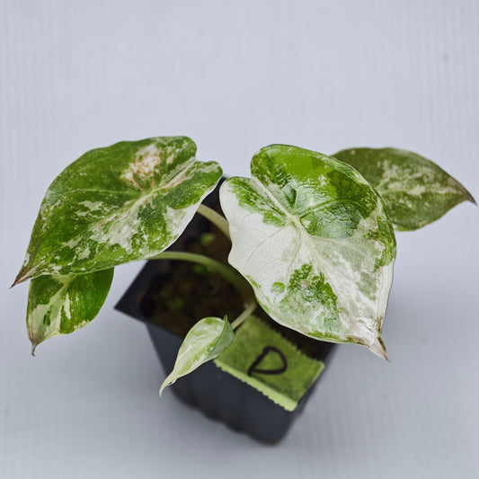 Alocasia wentii Albo/Pink Variegated