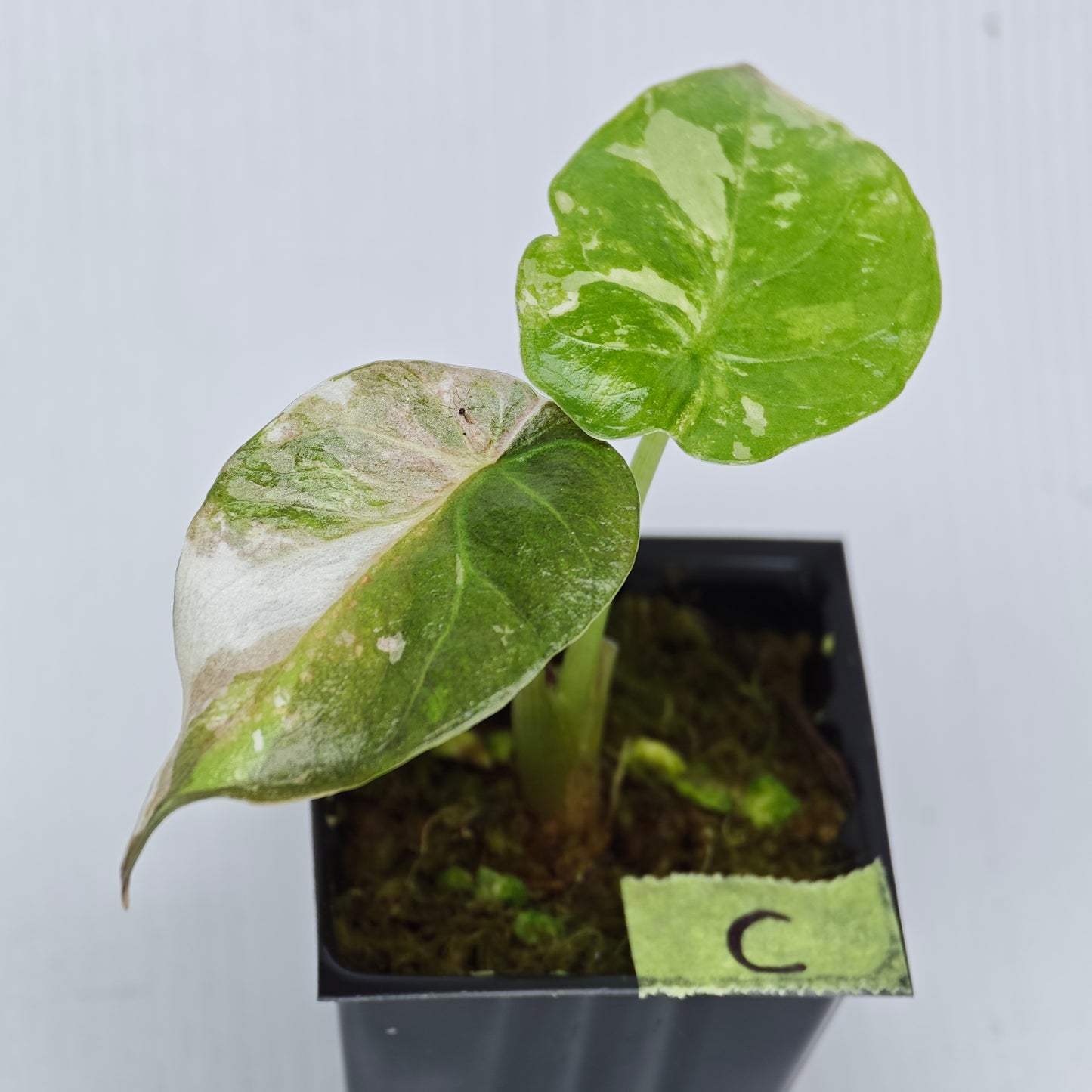 Alocasia wentii Albo/Pink Variegated