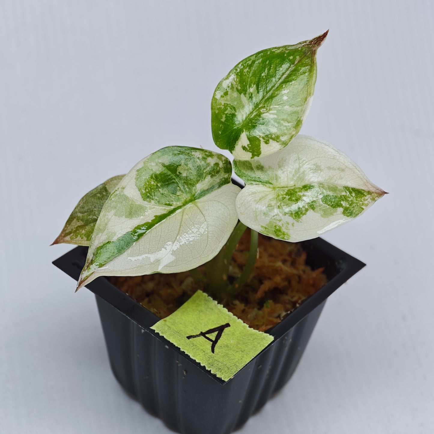 Alocasia wentii Albo/Pink Variegated