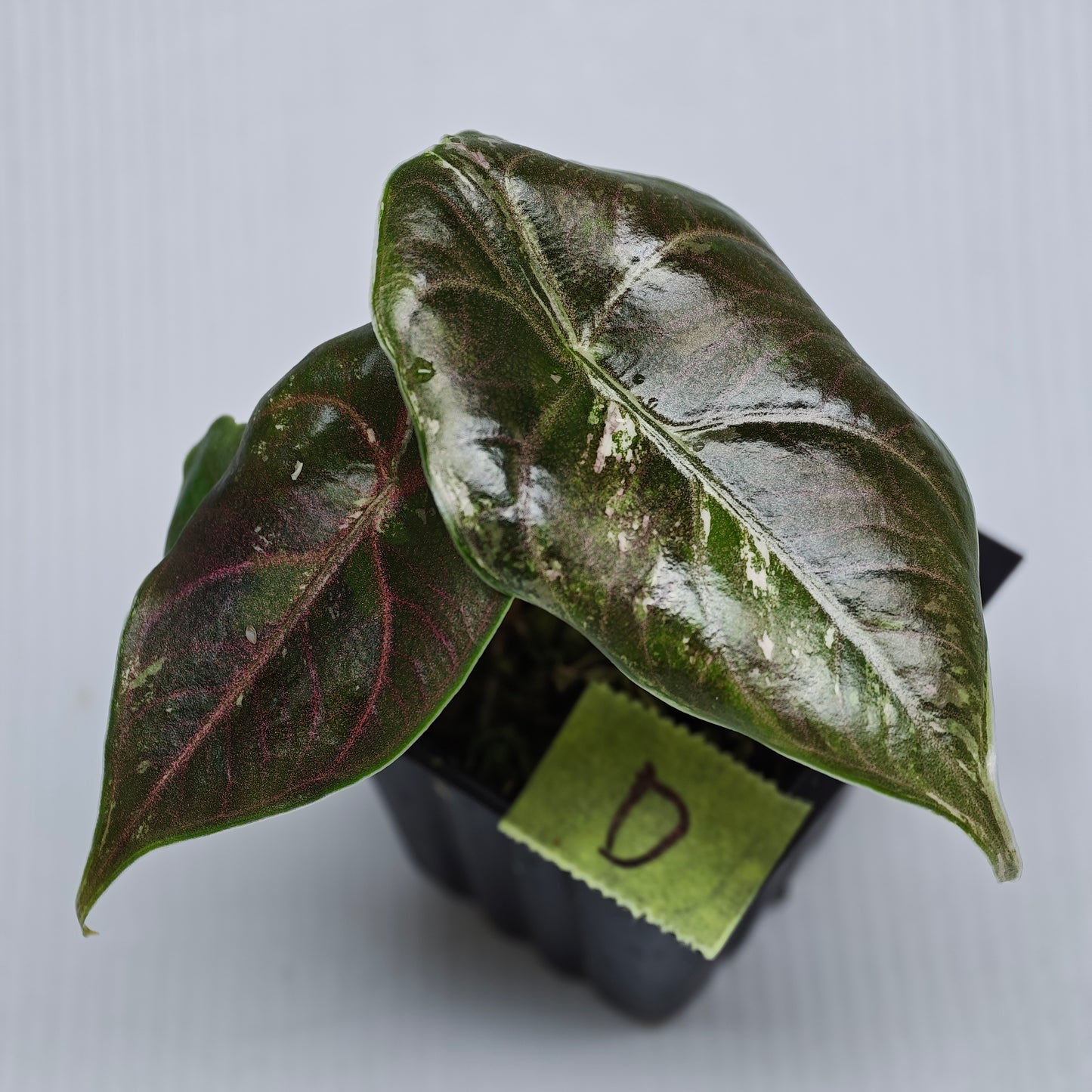 Alocasia azlanii Pink variegated