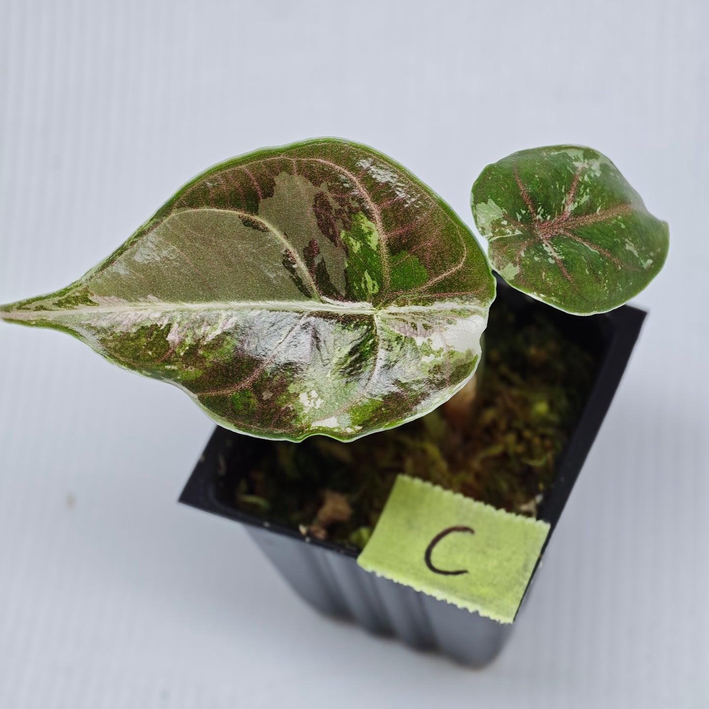 Alocasia azlanii Pink variegated