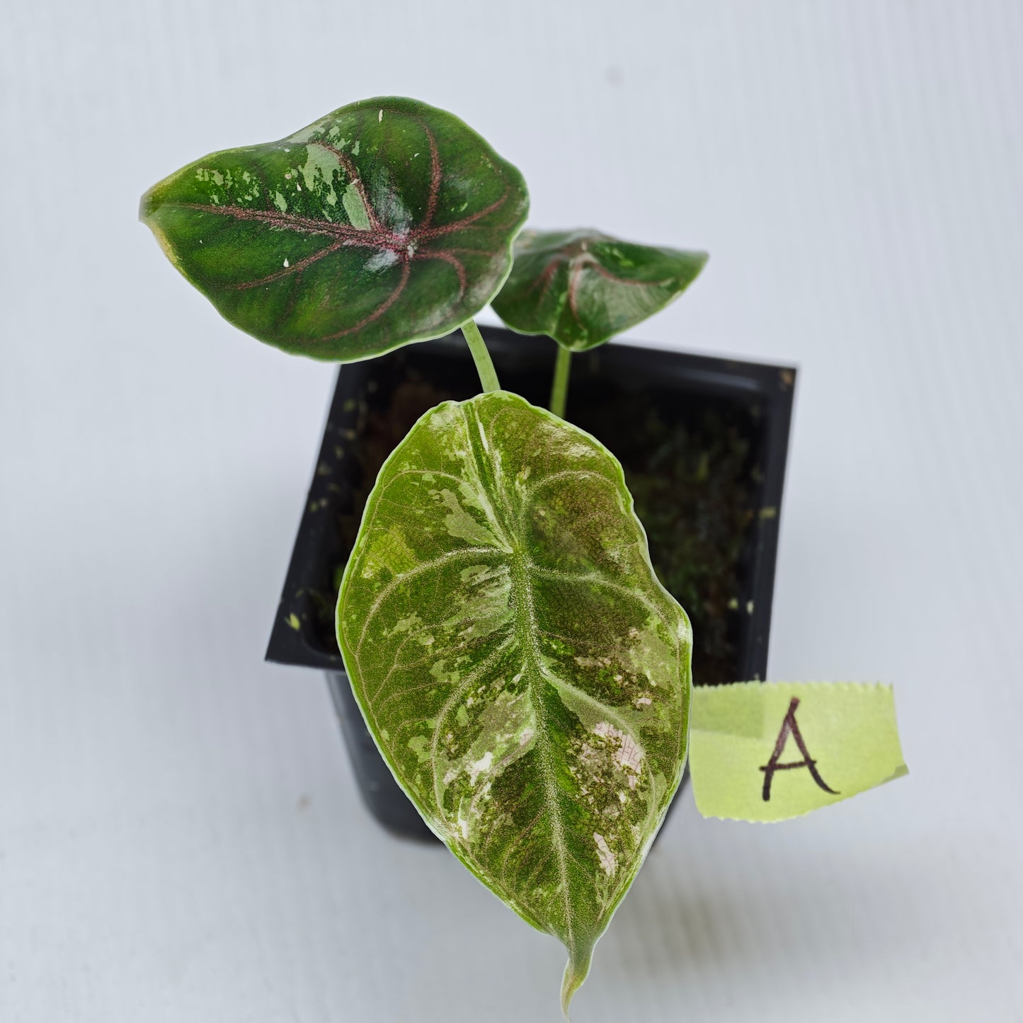 Alocasia azlanii Pink variegated