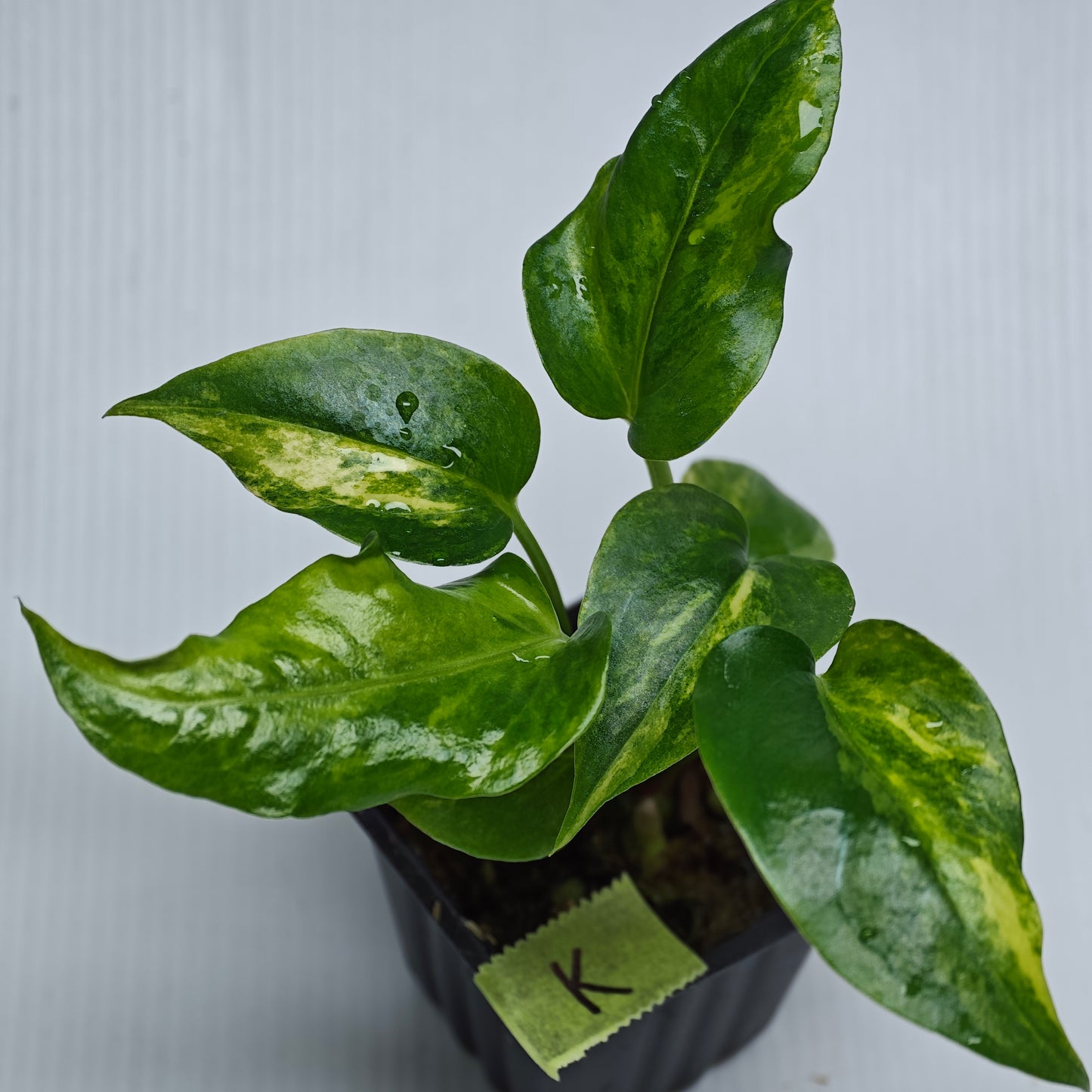 Anthurium Foliage Wave of Love Aurea Variegated