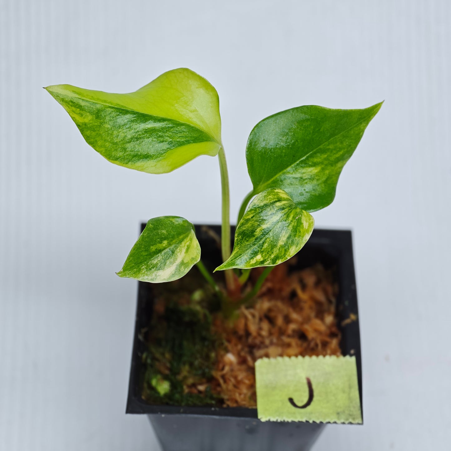 Anthurium Foliage Wave of Love Aurea Variegated