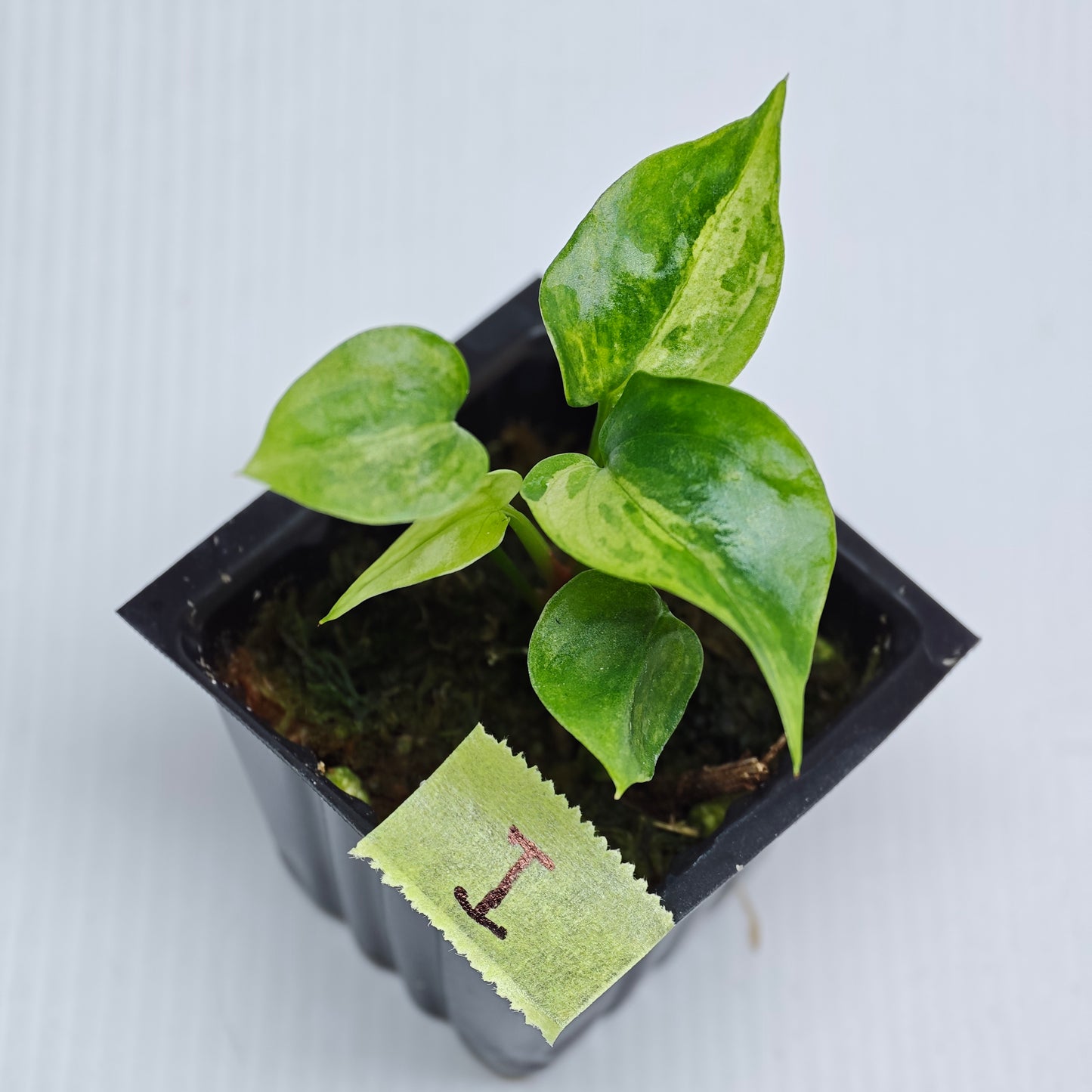 Anthurium Foliage Wave of Love Aurea Variegated
