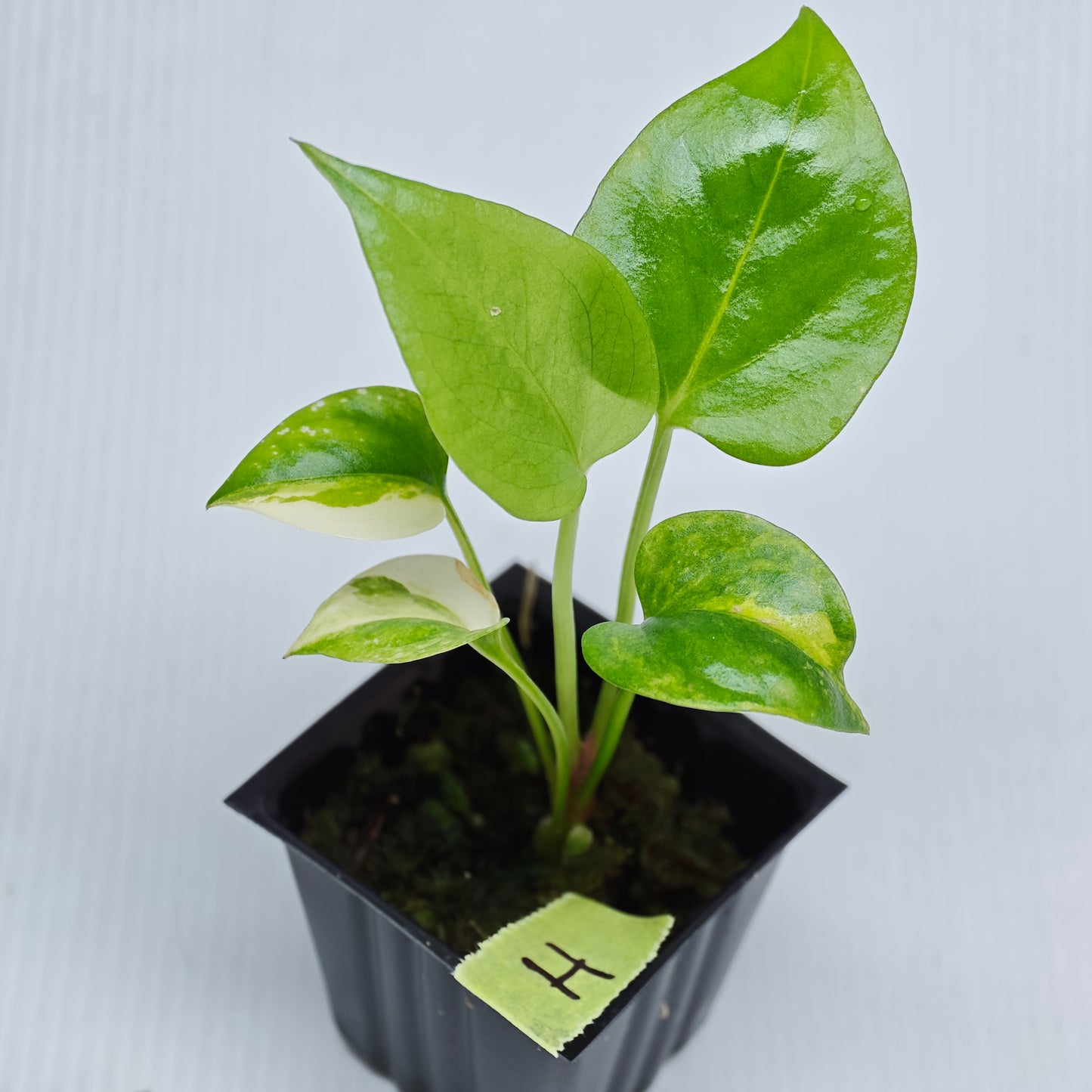 Anthurium Foliage Wave of Love Aurea Variegated