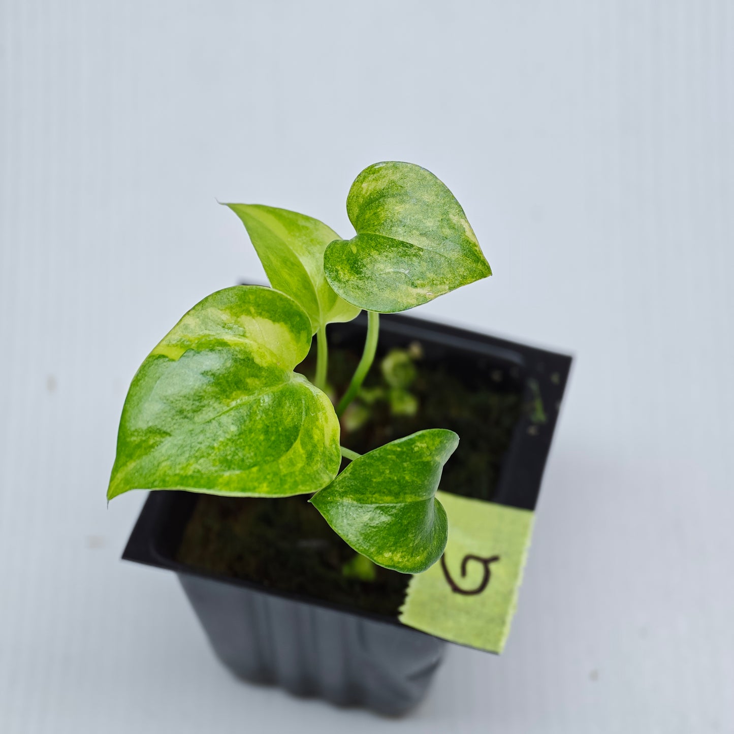 Anthurium Foliage Wave of Love Aurea Variegated
