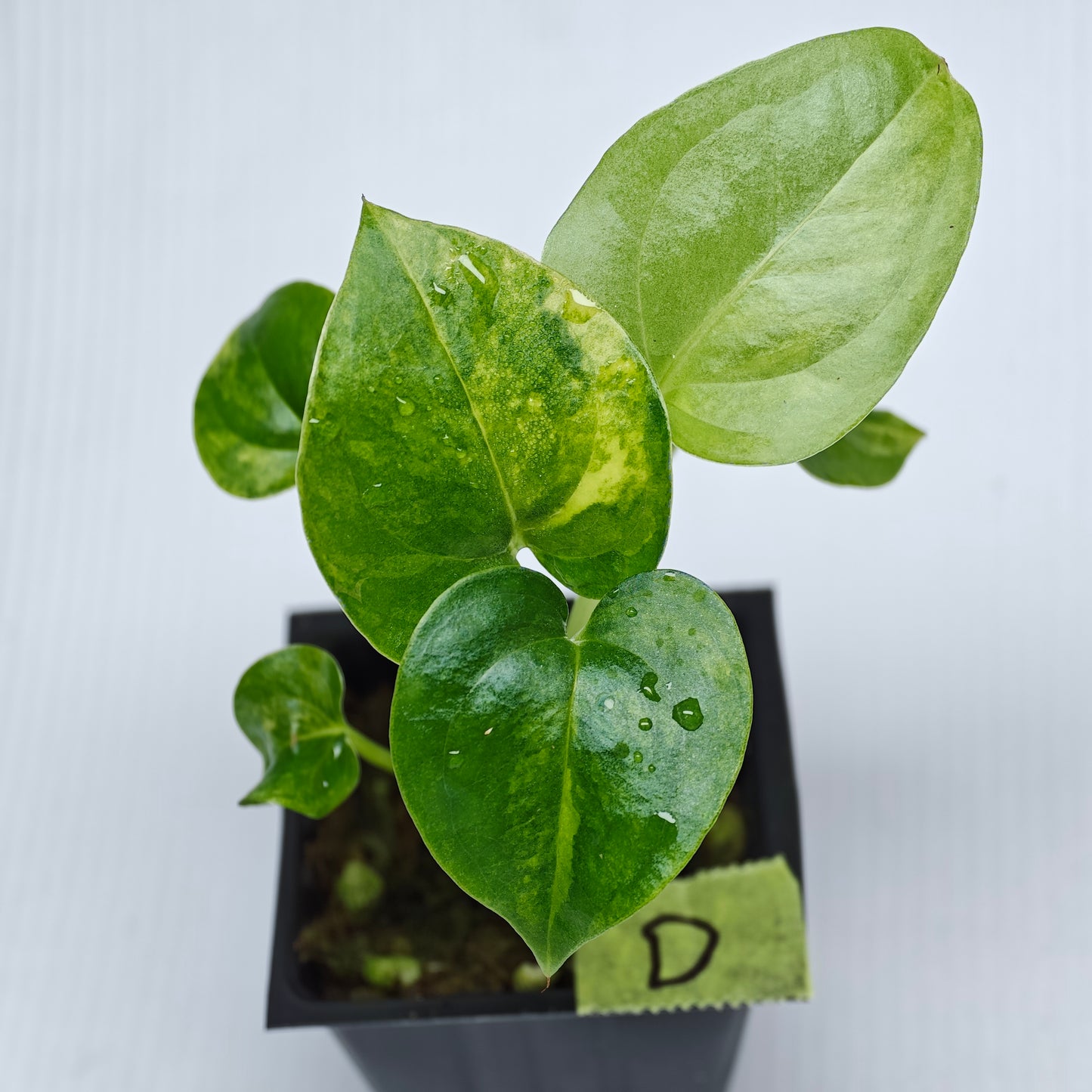 Anthurium Foliage Wave of Love Aurea Variegated