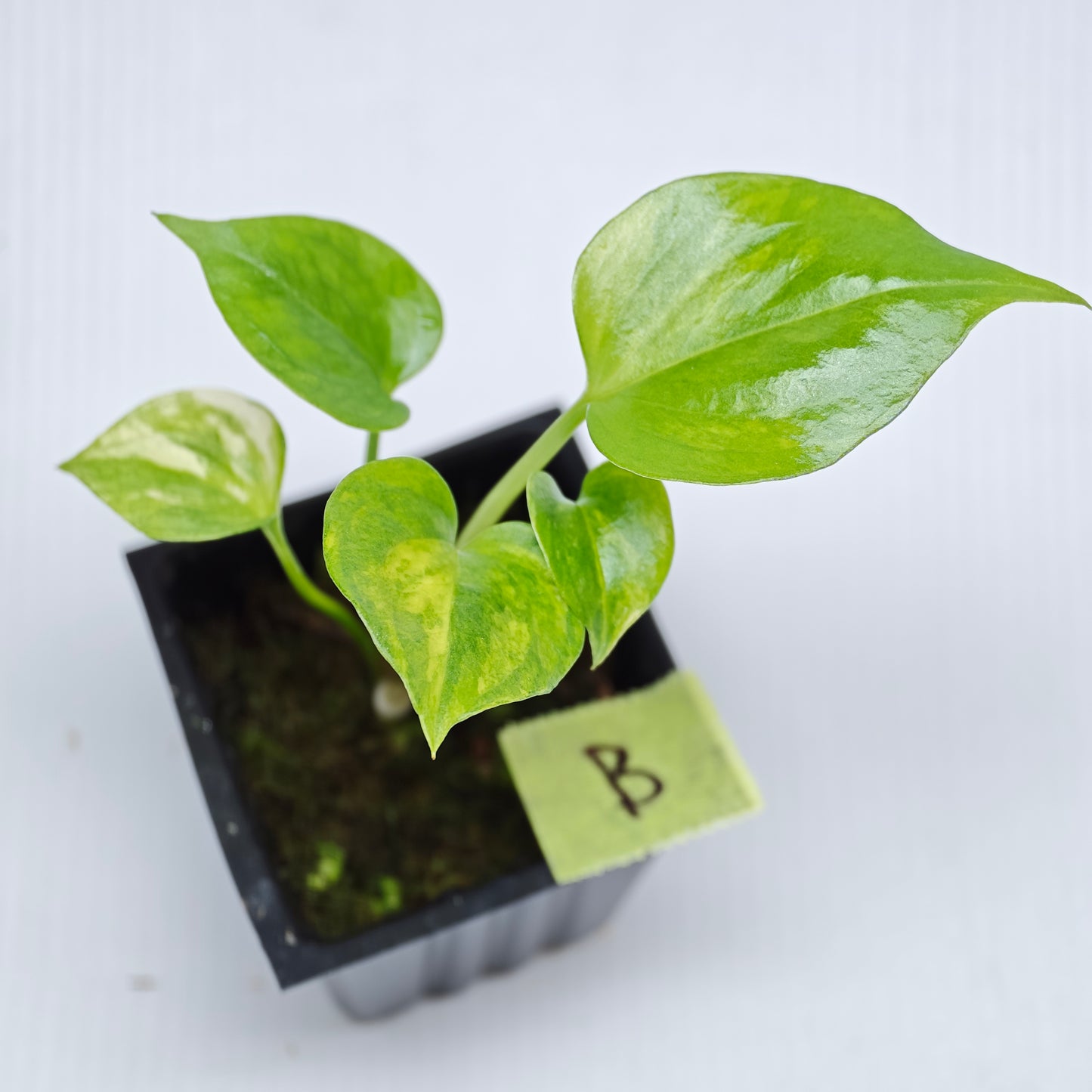 Anthurium Foliage Wave of Love Aurea Variegated