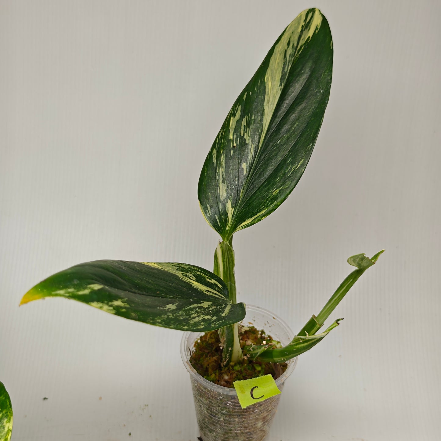 Monstera standleyana aurea variegated