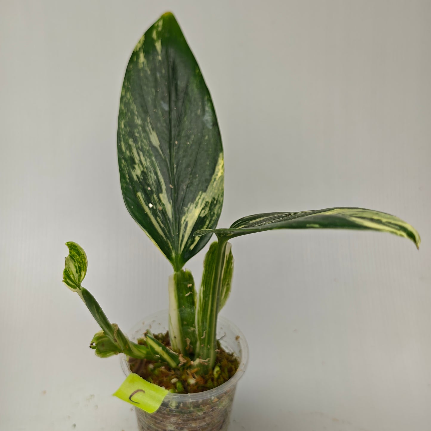 Monstera standleyana aurea variegated