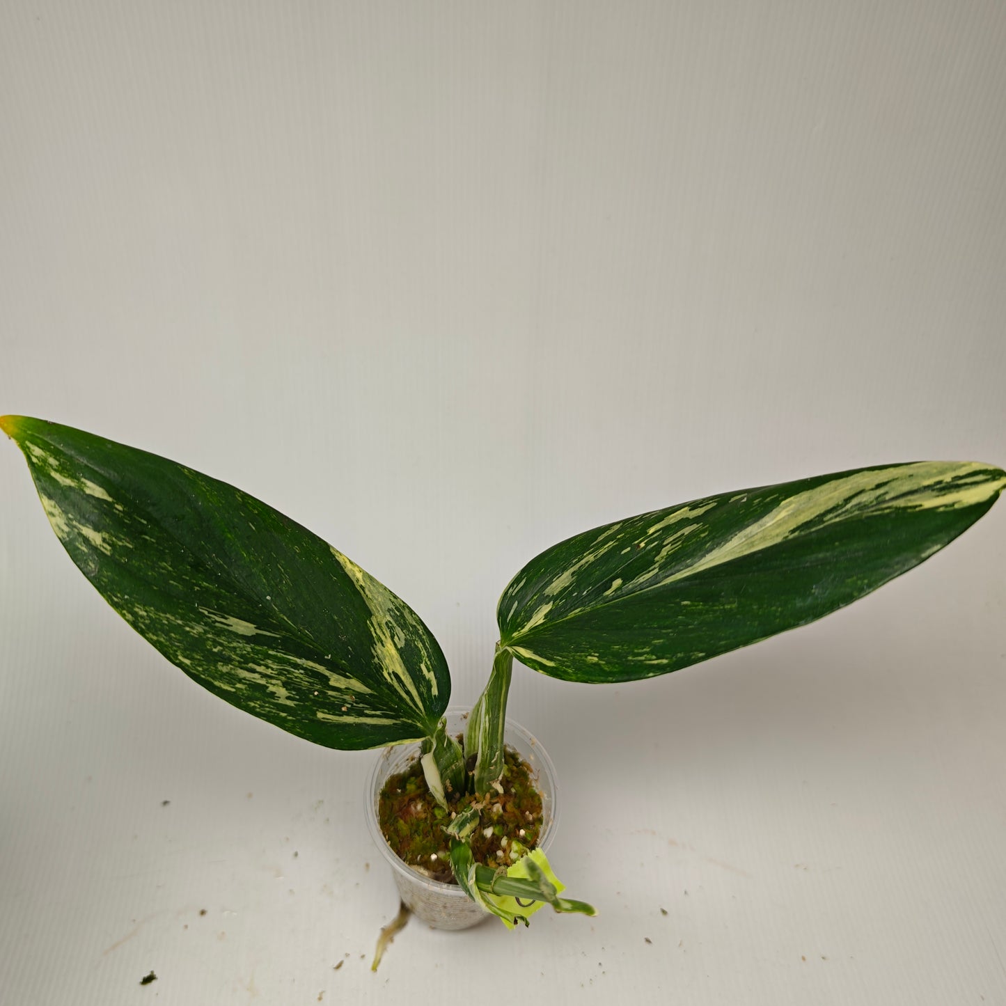 Monstera standleyana aurea variegated