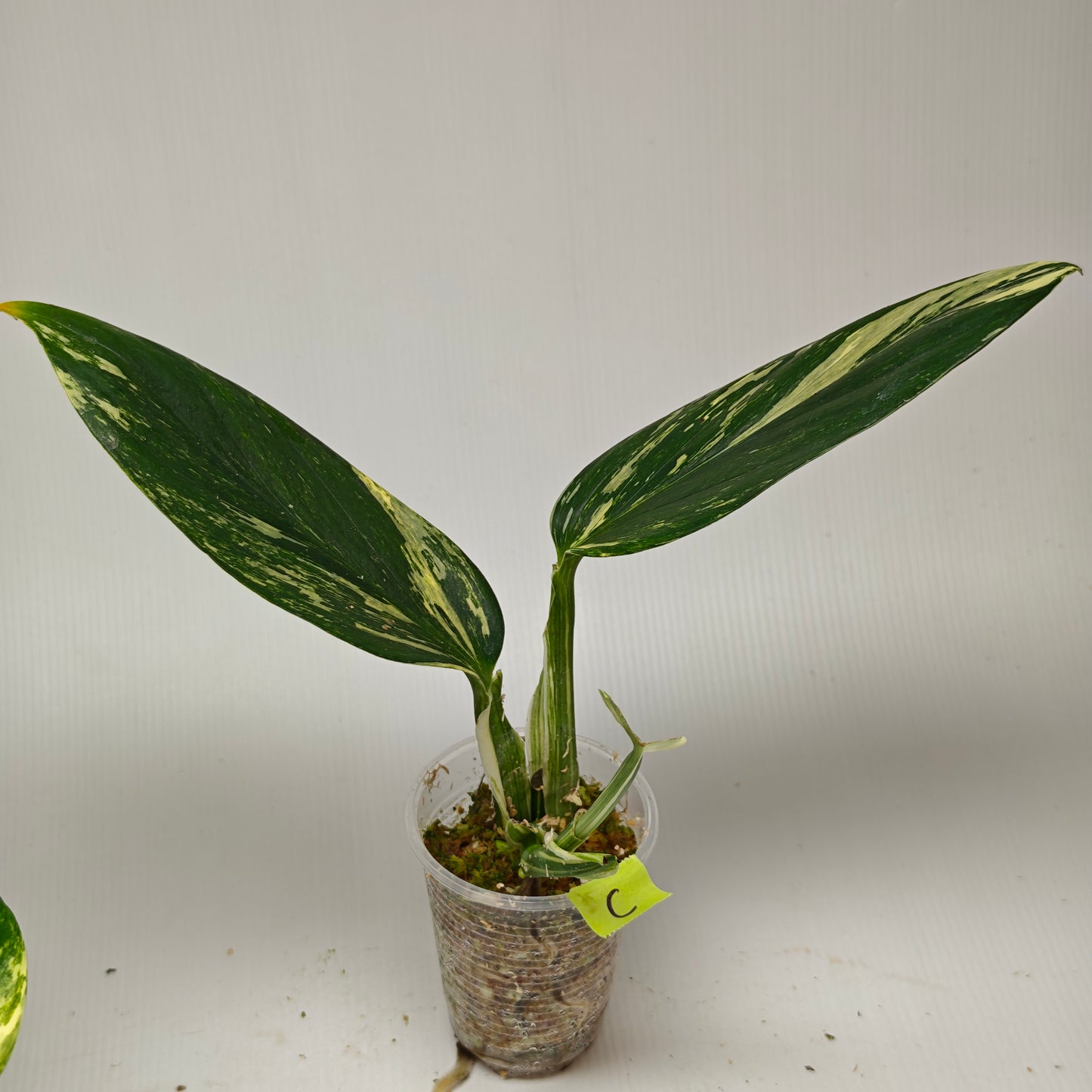 Monstera standleyana aurea variegated