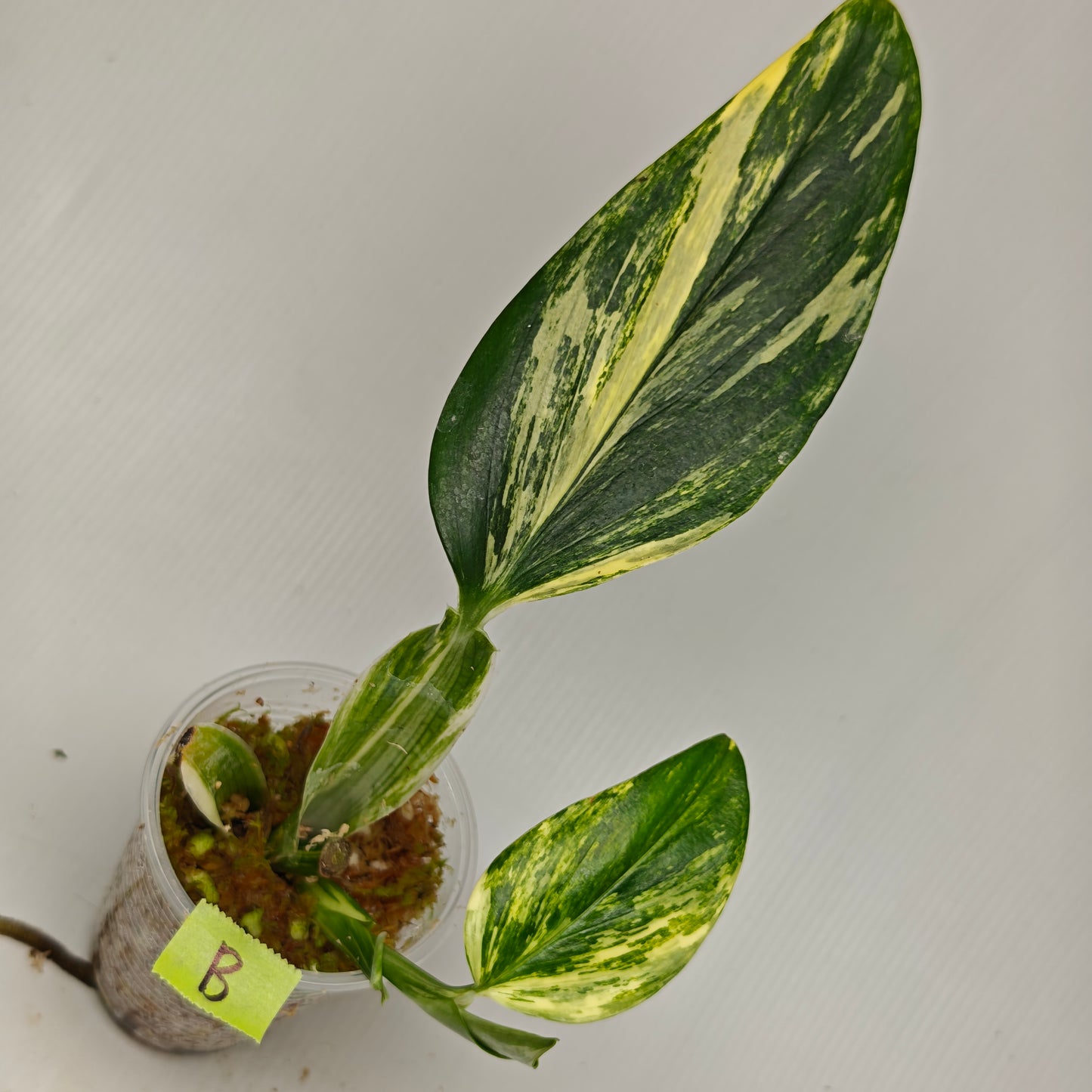 Monstera standleyana aurea variegated