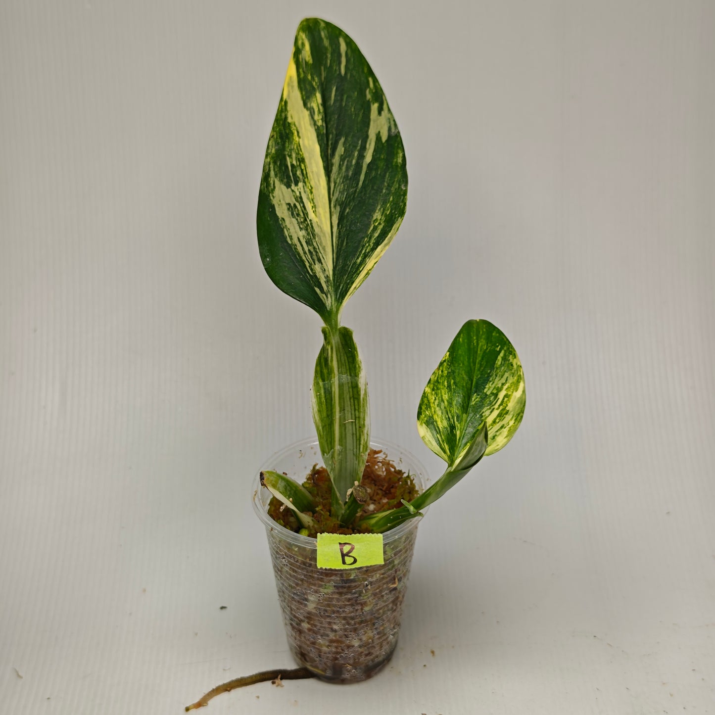 Monstera standleyana aurea variegated