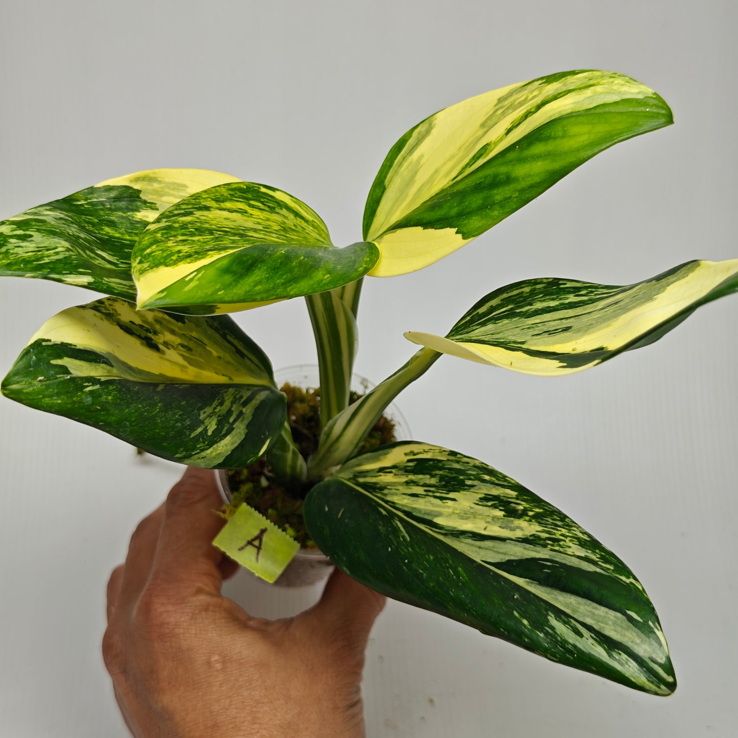 Monstera standleyana aurea variegated