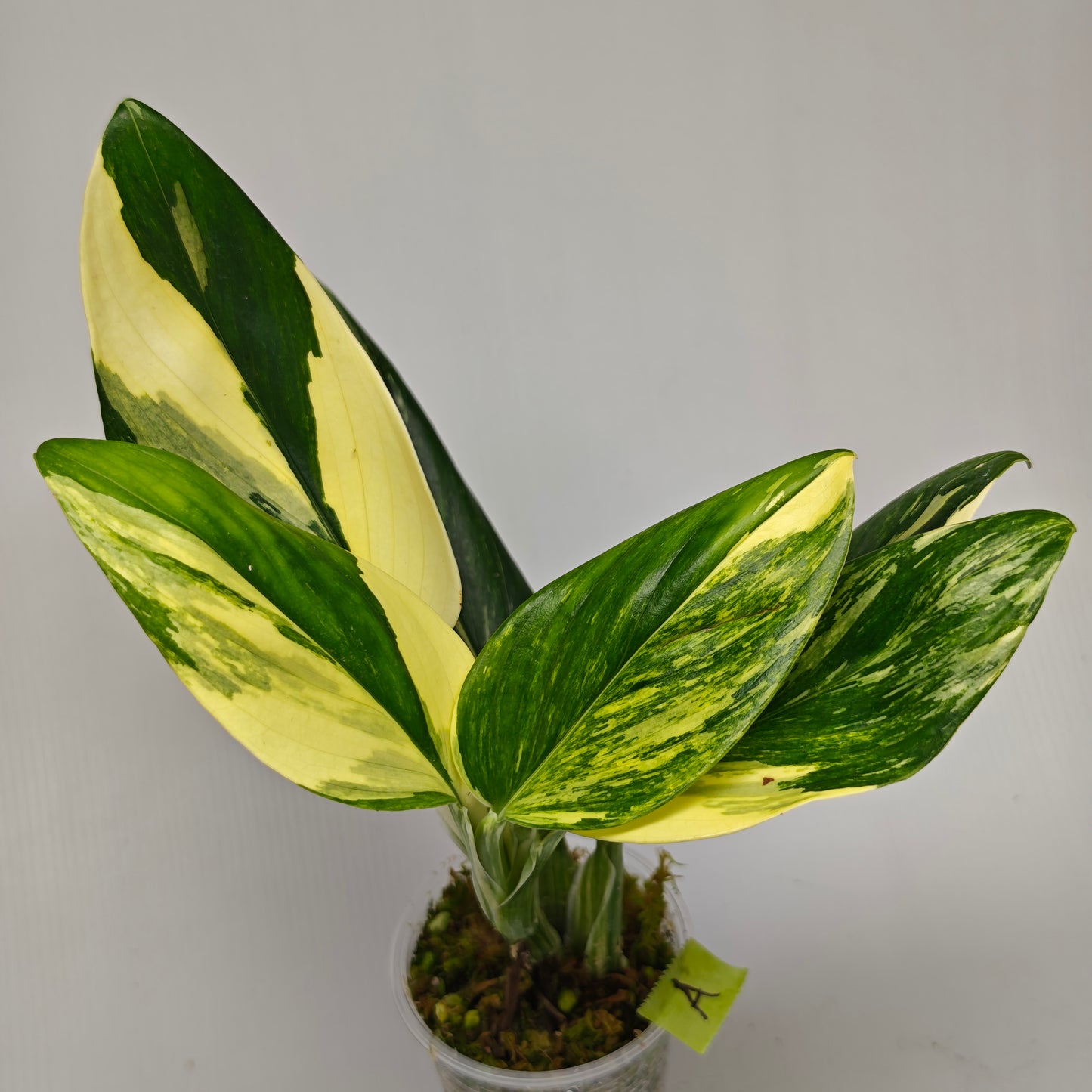 Monstera standleyana aurea variegated