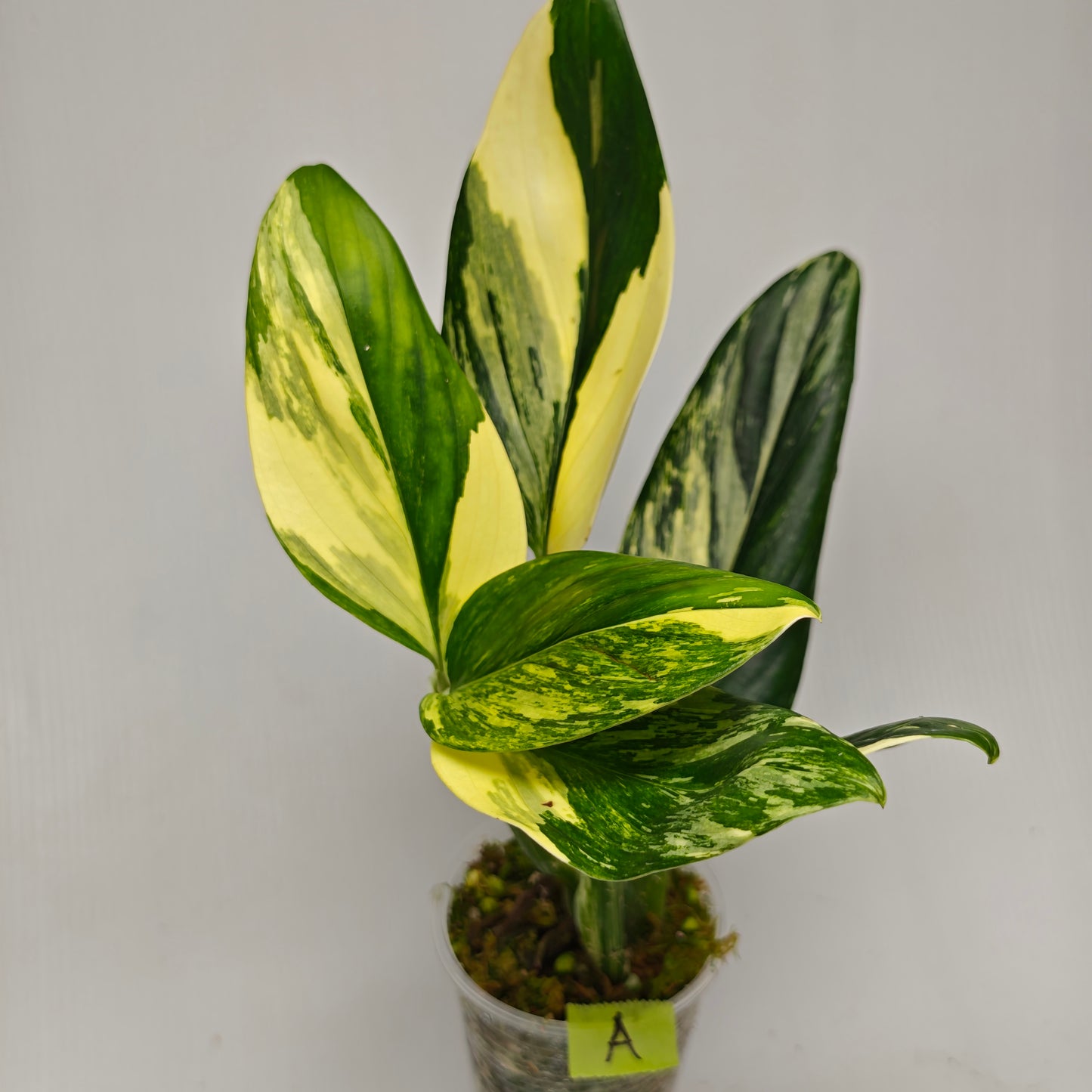 Monstera standleyana aurea variegated