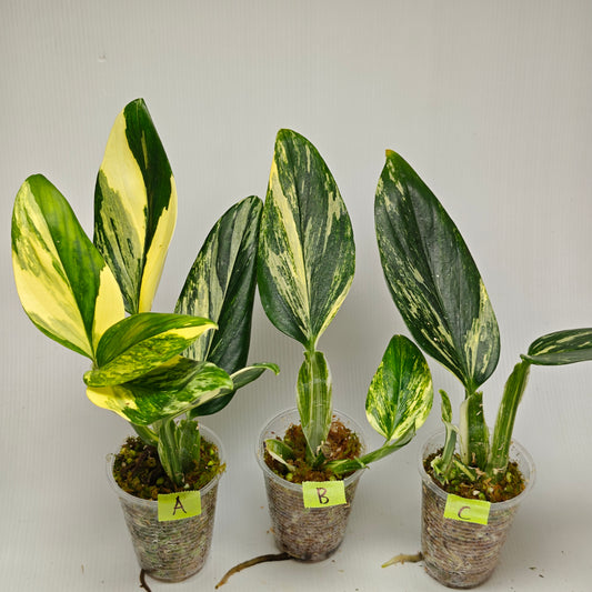 Monstera standleyana aurea variegated