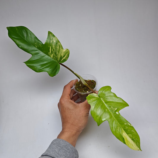 Philodendron squamiferum X P. Florida Beauty Variegated