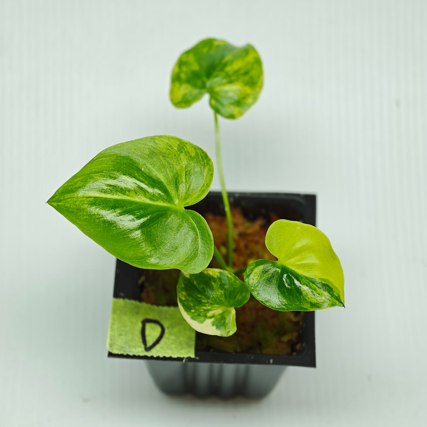 Philodendron Angela / African Fantasy Variegated