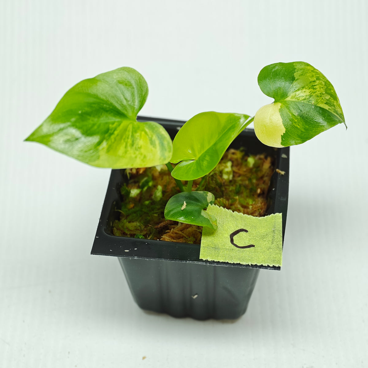 Philodendron Angela / African Fantasy Variegated