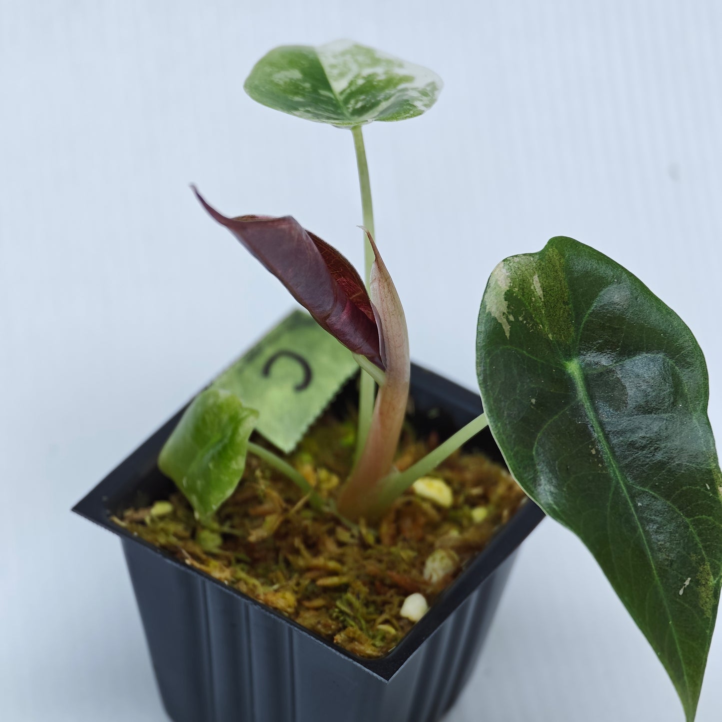Alocasia sedenii Pink Variegated