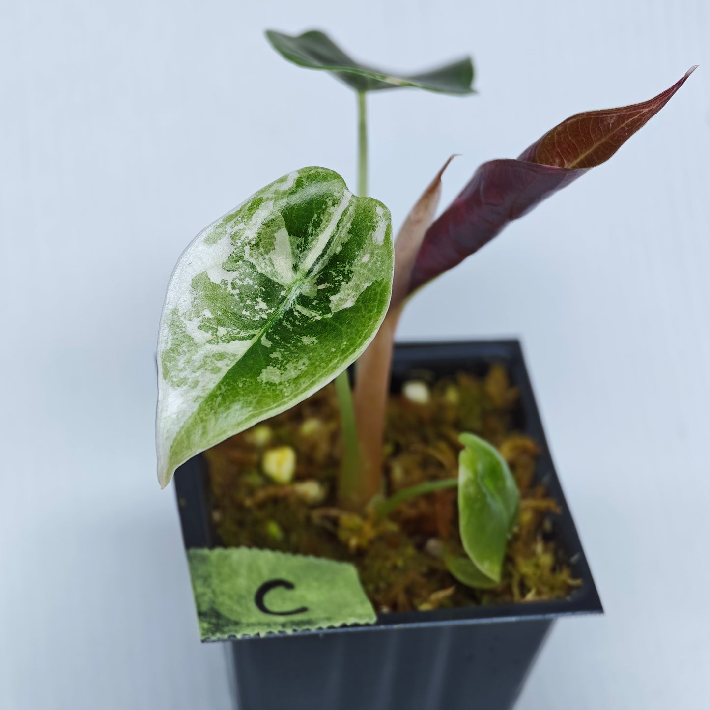 Alocasia sedenii Pink Variegated
