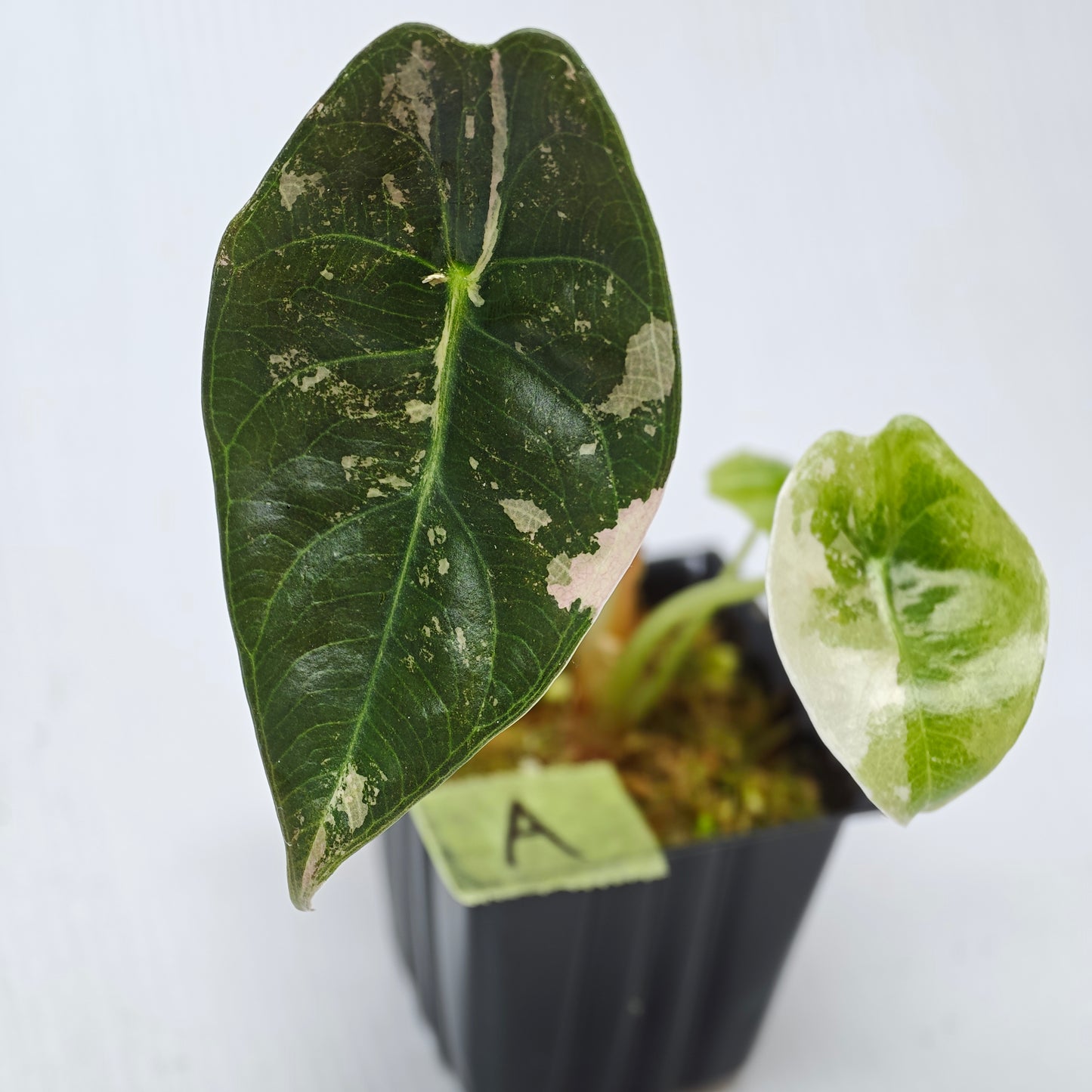 Alocasia sedenii Pink Variegated