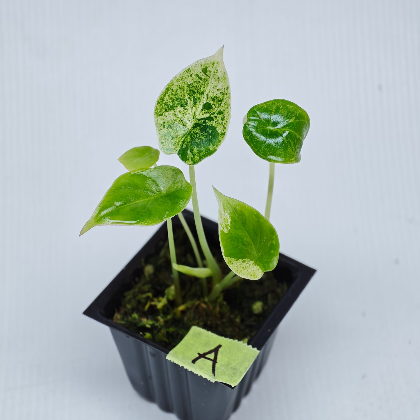 Alocasia Dragon Scale Mint Variegated