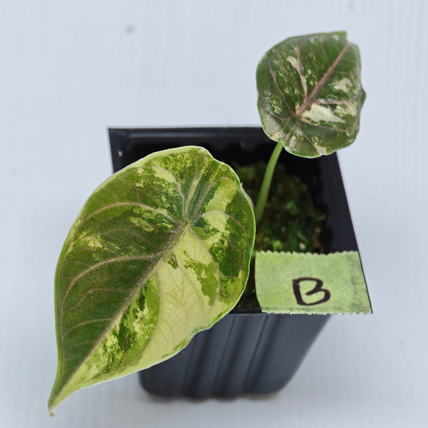 Alocasia azlanii Aurea Variegated