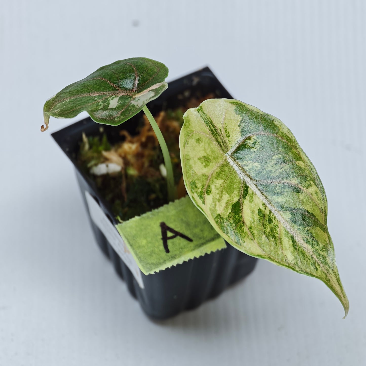 Alocasia azlanii Aurea Variegated