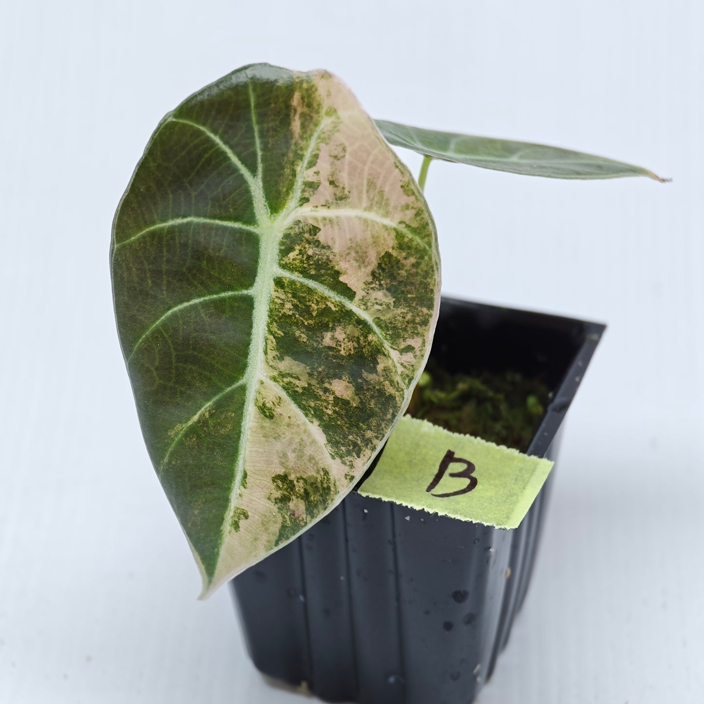 Alocasia Watsoniana glossy Pink Variegated