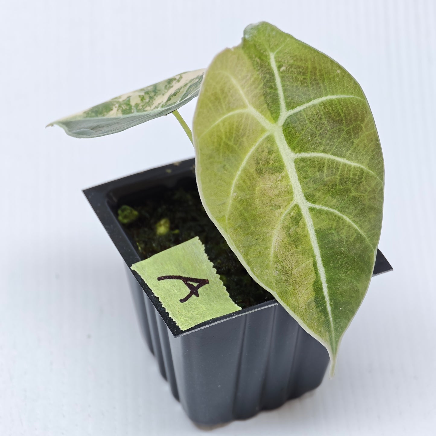 Alocasia Watsoniana glossy Pink Variegated