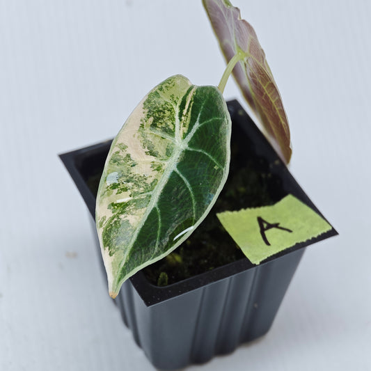 Alocasia Watsoniana glossy Pink Variegated