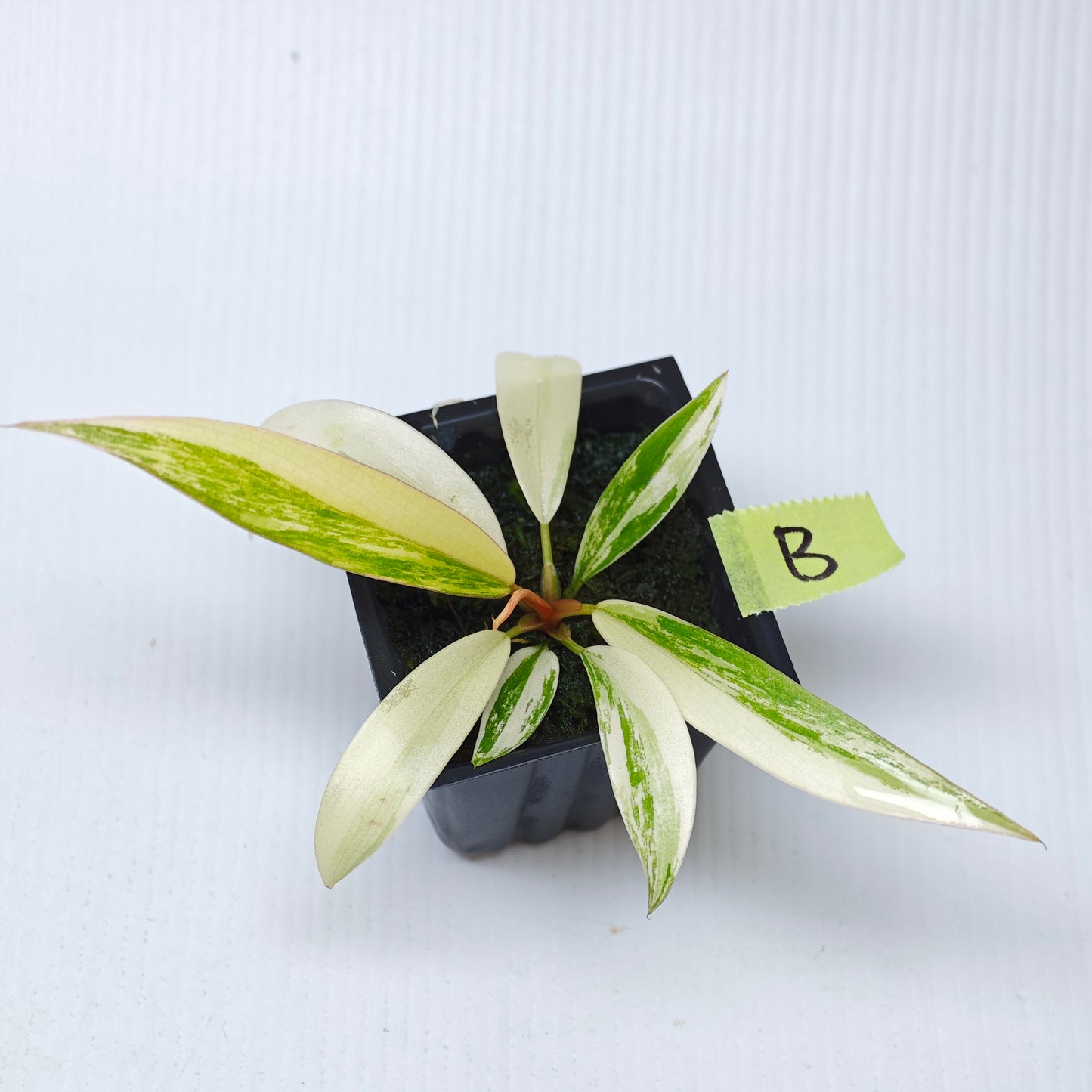 Philodendron Caramel Marble
