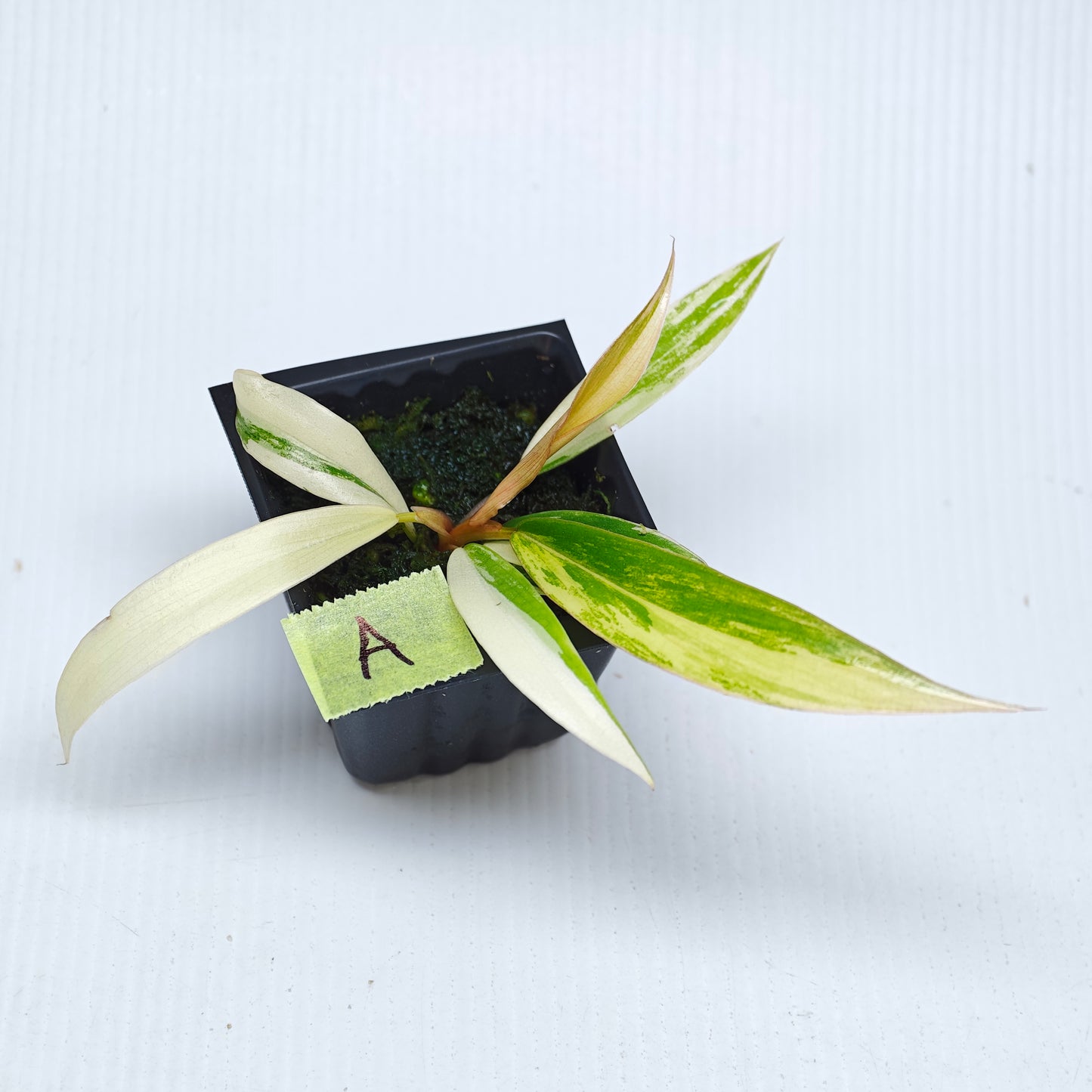 Philodendron Caramel Marble