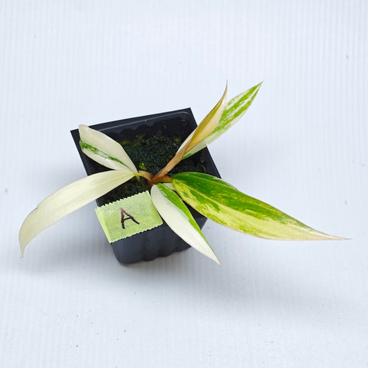 Philodendron Caramel Marble