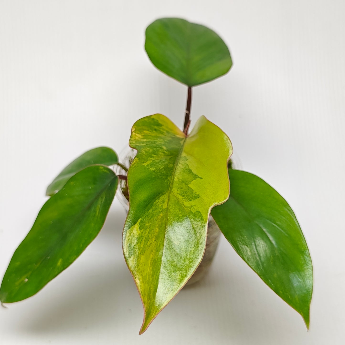 Philodendron mayoi Aurea Variegated