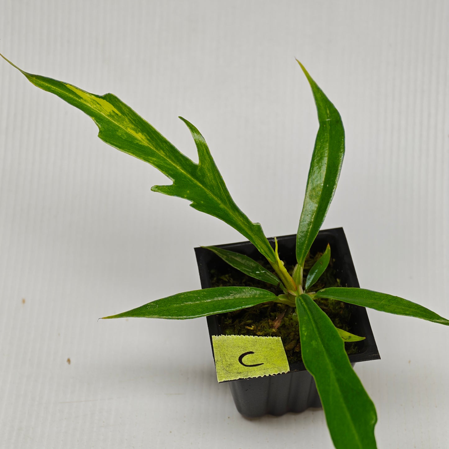 Philodendron tortum Aurea low Variegated