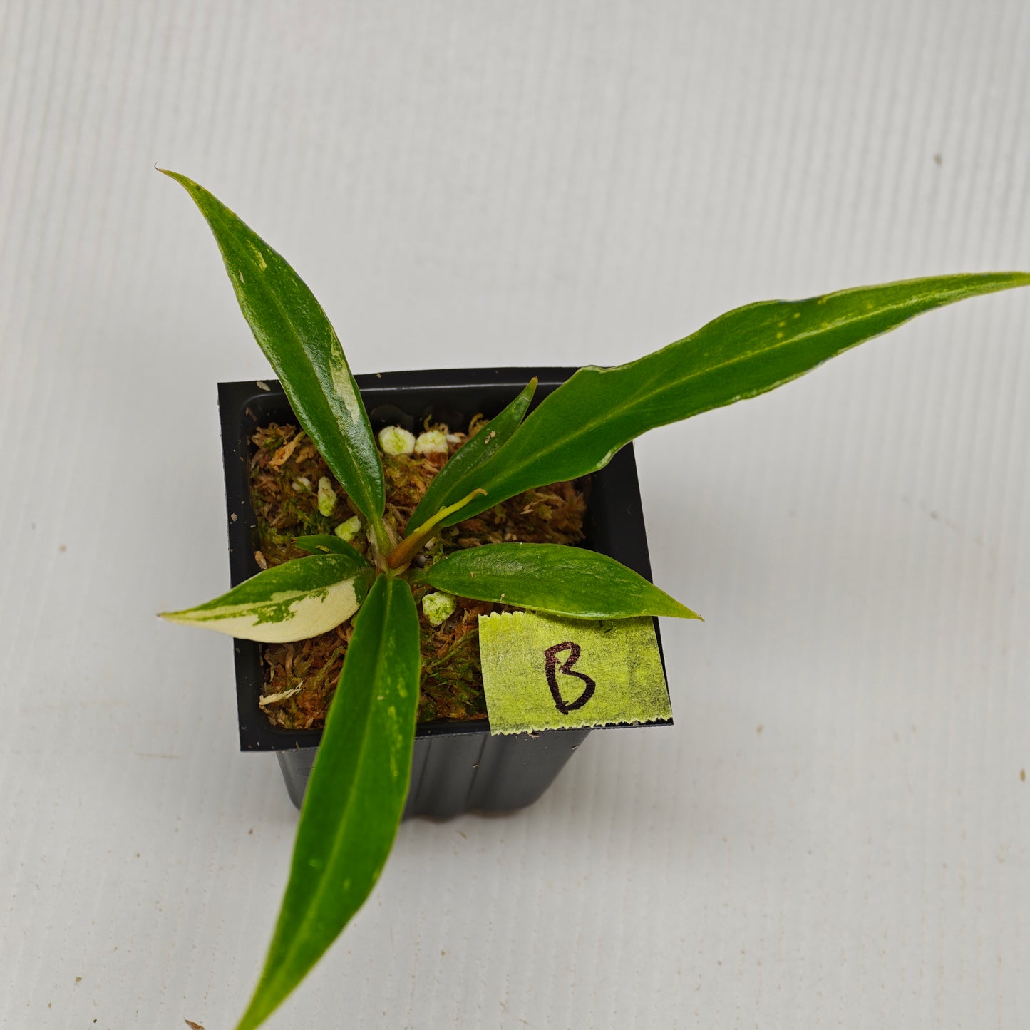 Philodendron tortum Aurea low Variegated
