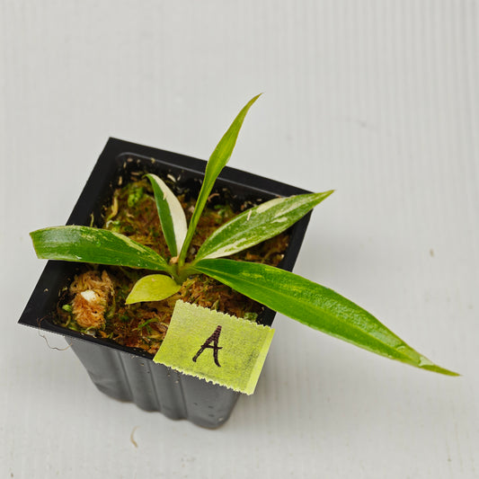 Philodendron tortum Aurea low Variegated