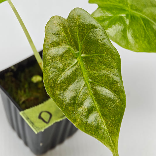 Alocasia Golden Bone Pink Mint
