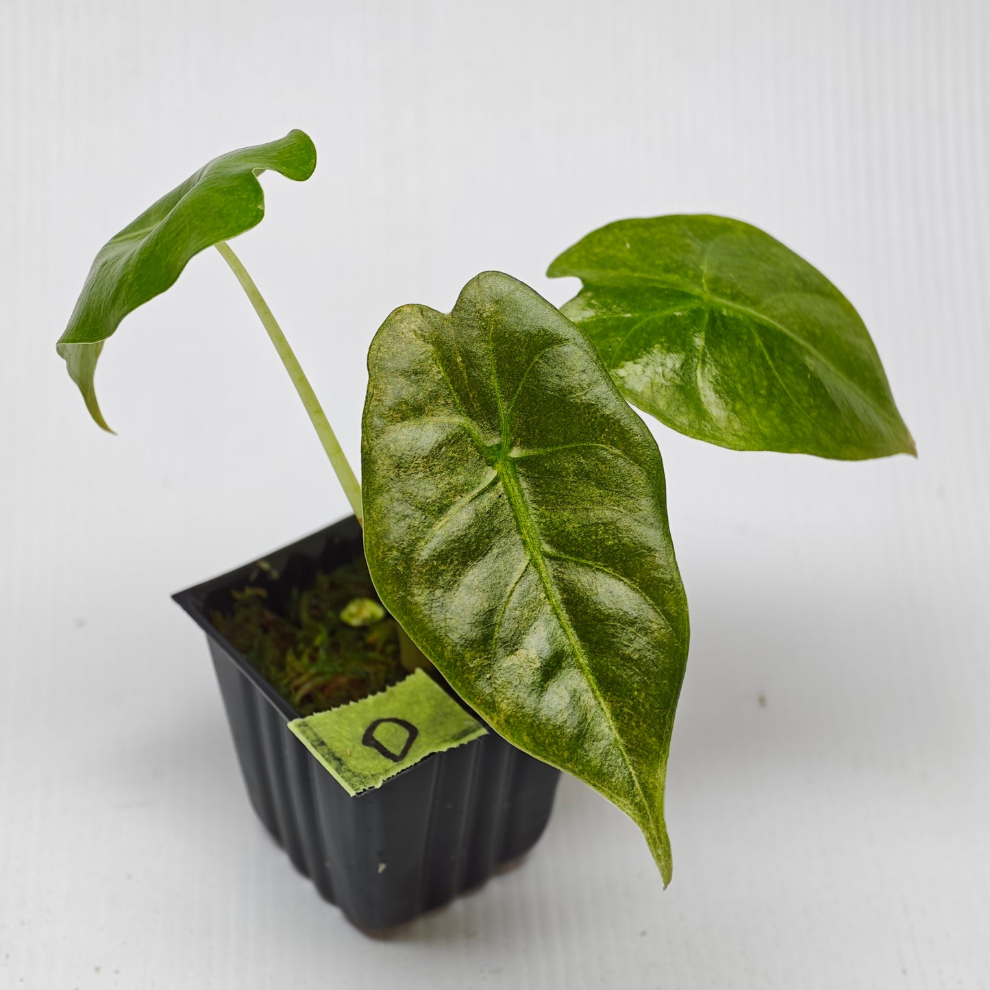 Alocasia Golden Bone Pink Mint