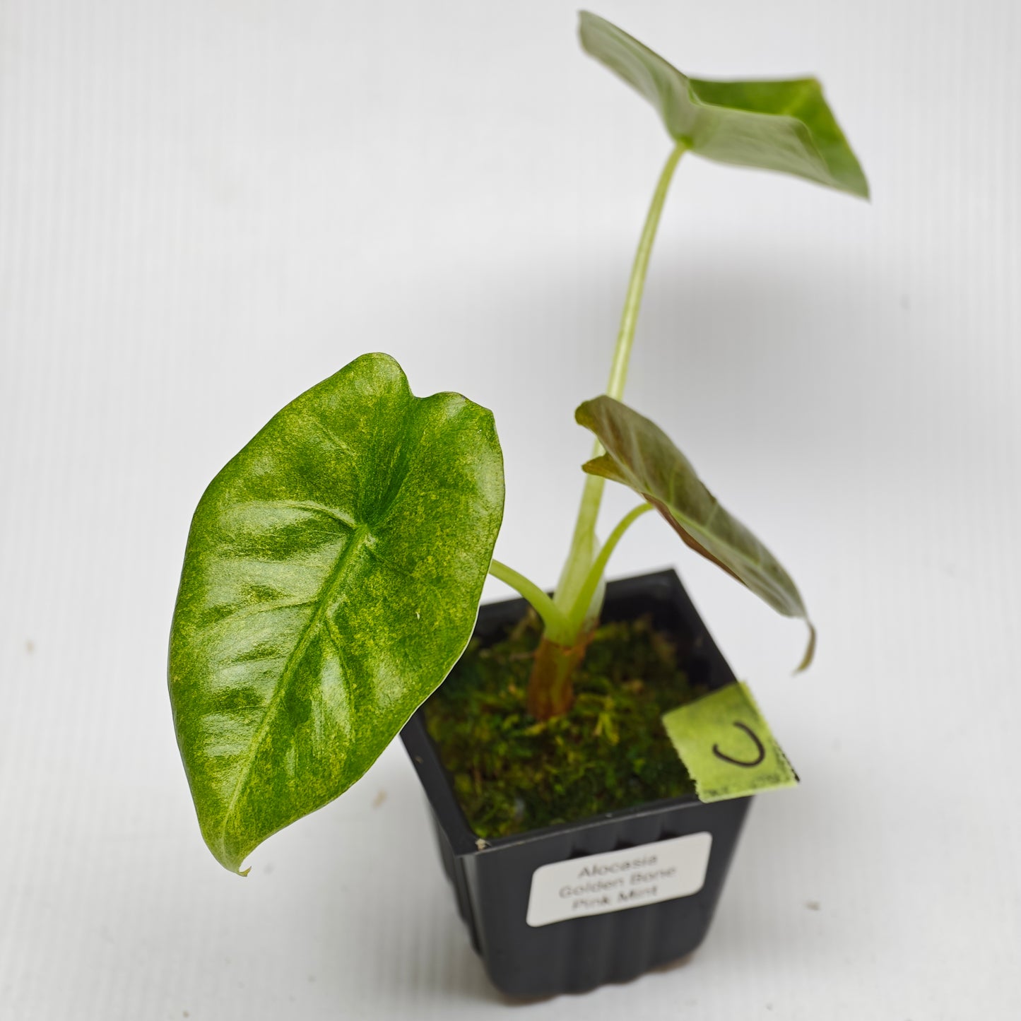 Alocasia Golden Bone Pink Mint