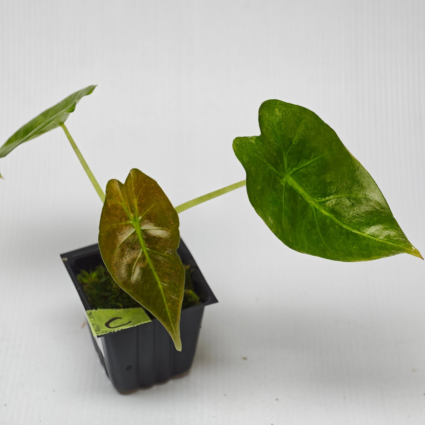 Alocasia Golden Bone Pink Mint
