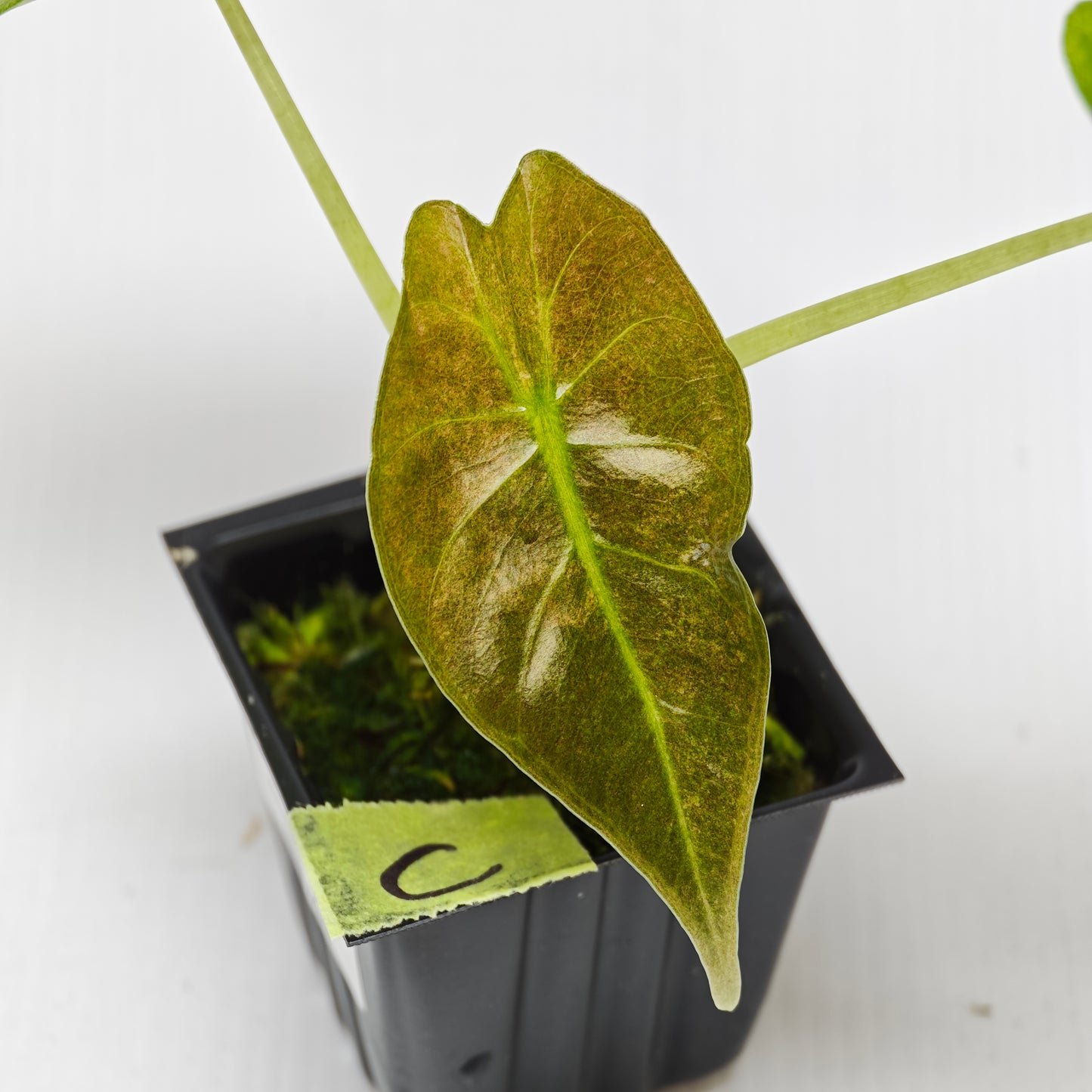 Alocasia Golden Bone Pink Mint