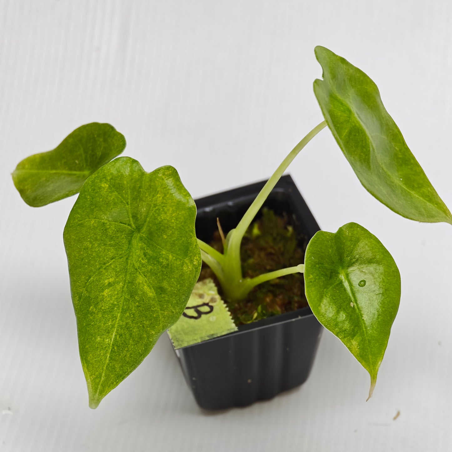 Alocasia Golden Bone Pink Mint