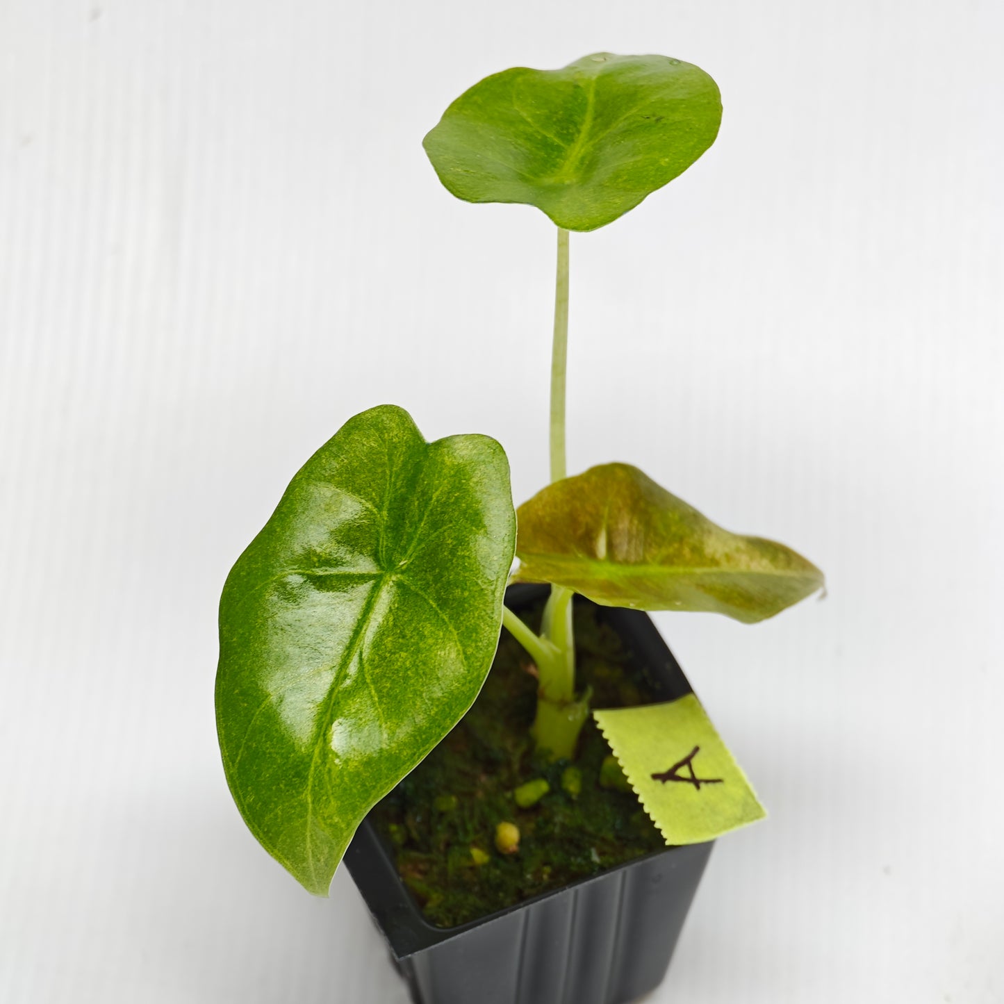 Alocasia Golden Bone Pink Mint