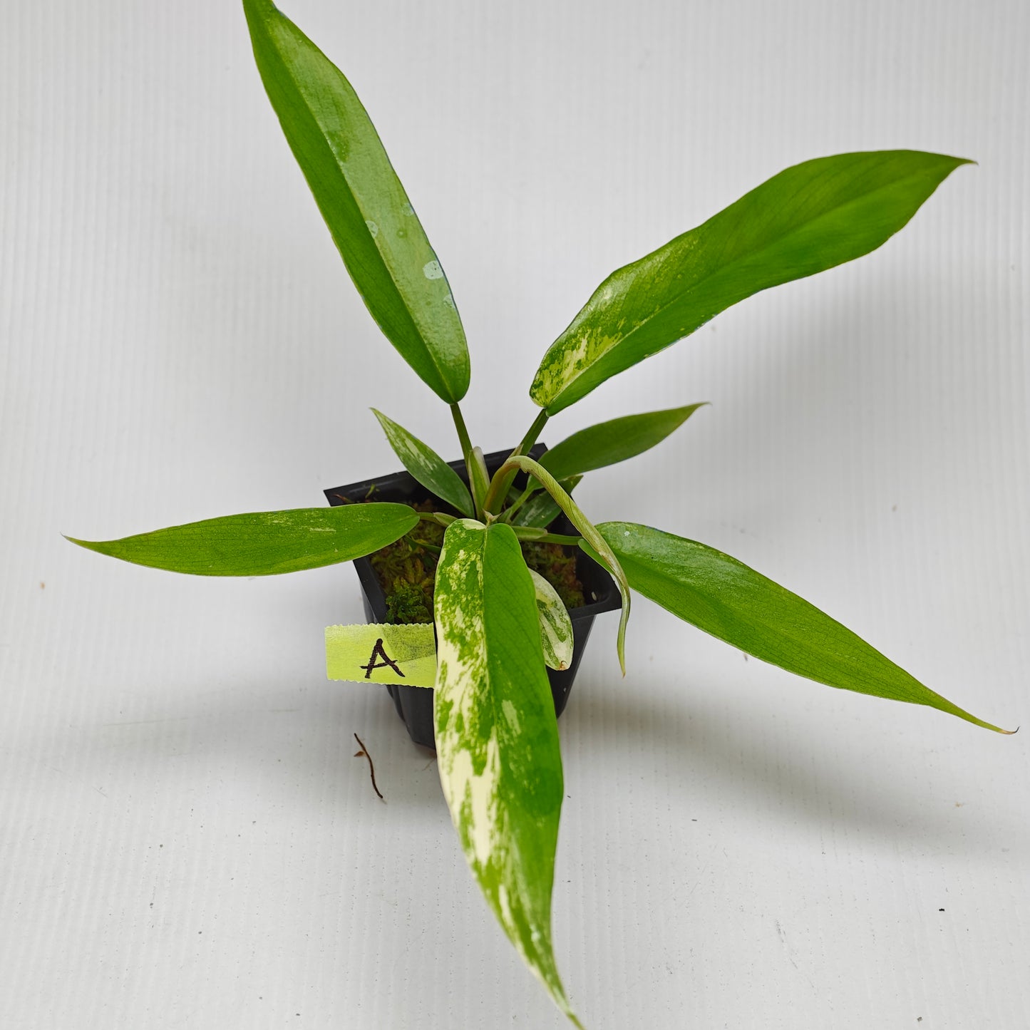 Philodendron Florida Beauty x P. tortum Variegated